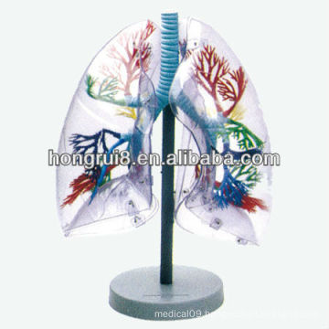 Transparent anatomical human training lung segments model